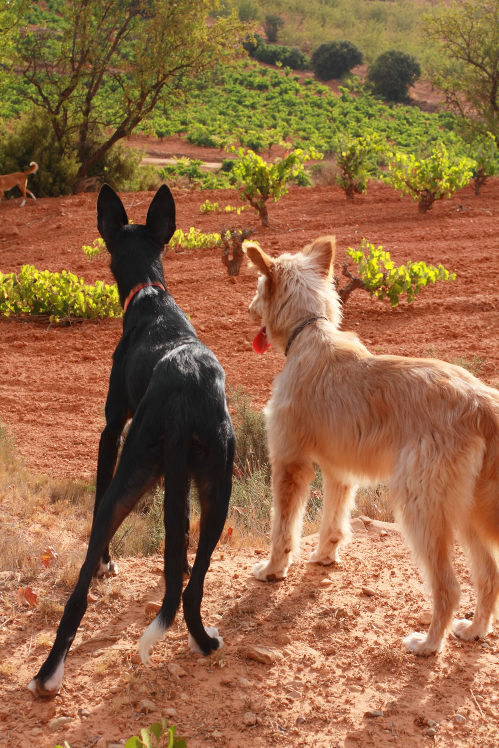 Perros cazadores